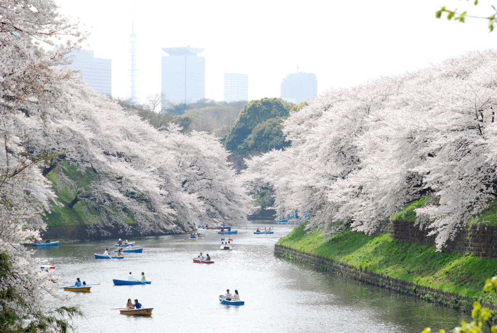 Du lịch Nhật Bản mùa hoa anh đào (6N5Đ)