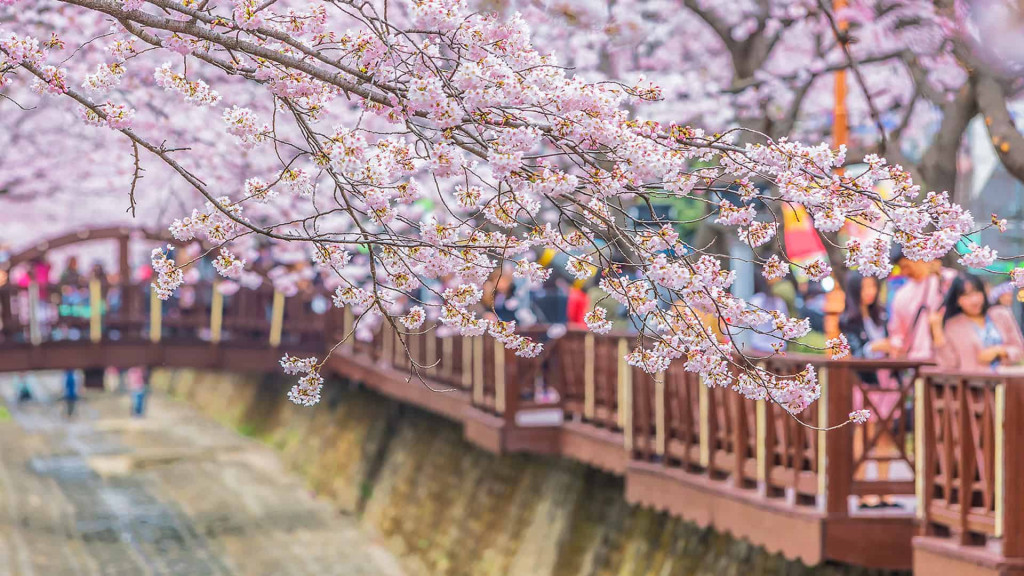 Tour du lịch Hàn Quốc - Mùa hoa anh đào